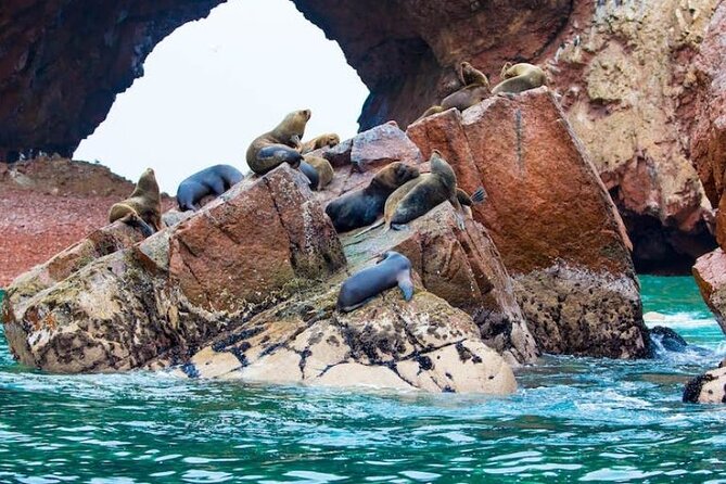 1 day tour to Ballestas Islands and Paracas National Reserve - Key points at a glance