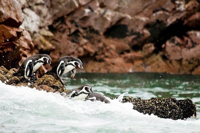 1 day tour to Ballestas Islands and Paracas National Reserve - Supay Beach and the first reserve views