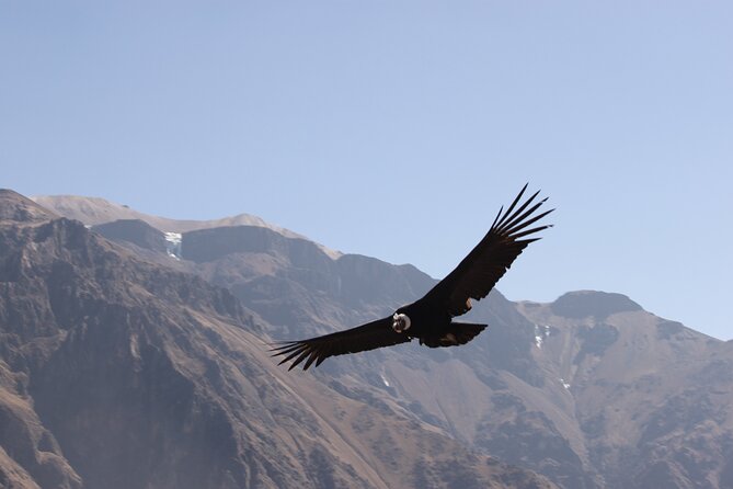 2-Day Colca Canyon, Vicuna Reserve and Condors from Arequipa - A free afternoon in the Colca Valley