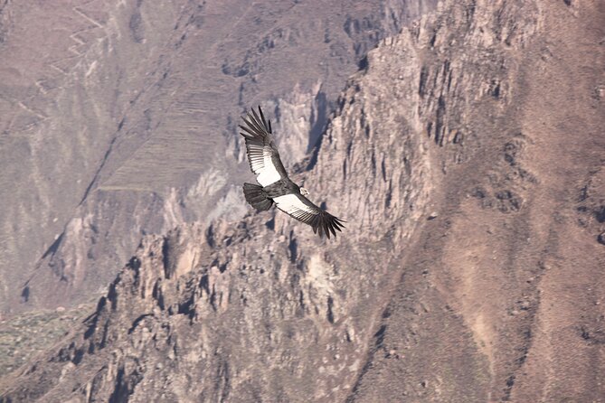 2-Day Colca Canyon, Vicuna Reserve and Condors from Arequipa - Day two: the early run to Condor Cross
