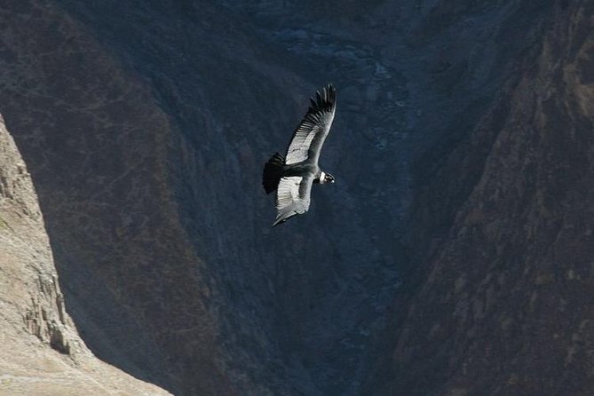 2-Day Group Tour to Colca Canyon from Arequipa to Puno - What this Arequipa to Puno trip is really for