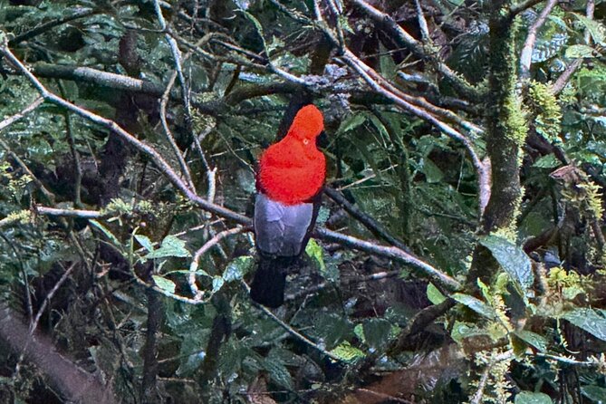 2 Day Manu National Park Tour to Explore the Amazon Biosphere - Bambu Lodge and the after-dark forest