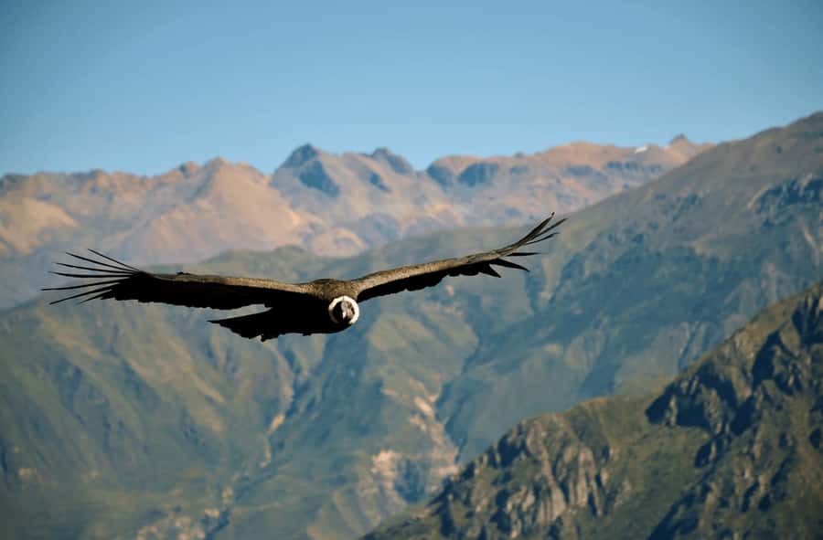 2-Day Tour Colca Canyon in Arequipa with end in Puno - Why this two-day route works so well