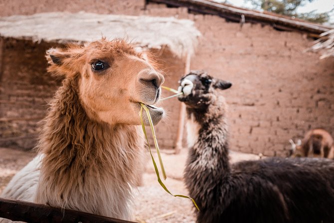 2-Day Tour: Sacred Valley and Machu Picchu by Train - The Inca Rail ride to Aguas Calientes