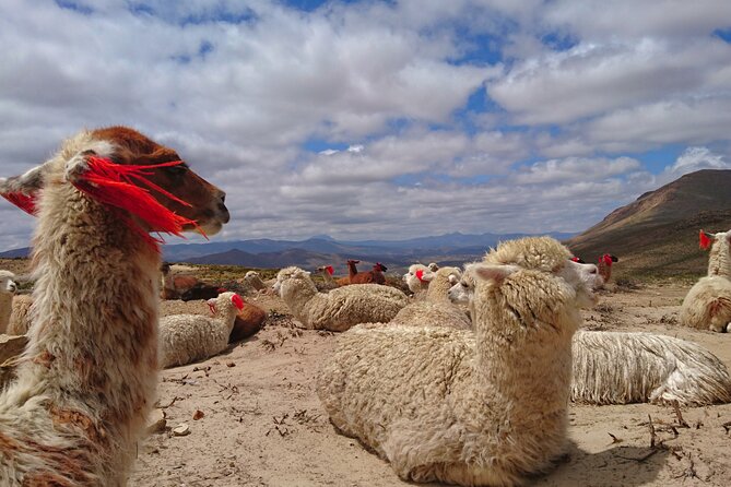 2 Day Tour to Colca Canyon - Abra Patapampa at 4,900 meters