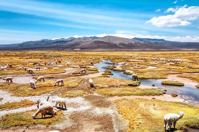 2 Days Colca Canyon Tour with Transfer to Puno - From Arequipa to Patahuasi at 4,000 Meters and Beyond