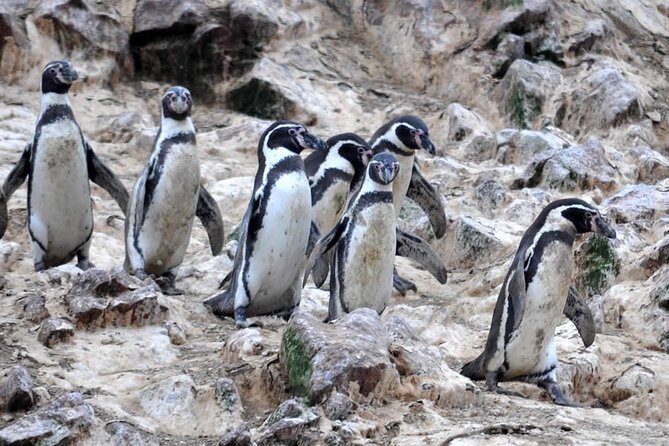 2-Hour Tour to the Ballestas Islands from Puerto San Martín - How good is the $49 value?
