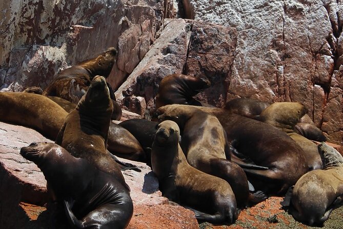 2-Hour Tour to the Ballestas Islands from Puerto San Martín - Who will enjoy this boat trip most?