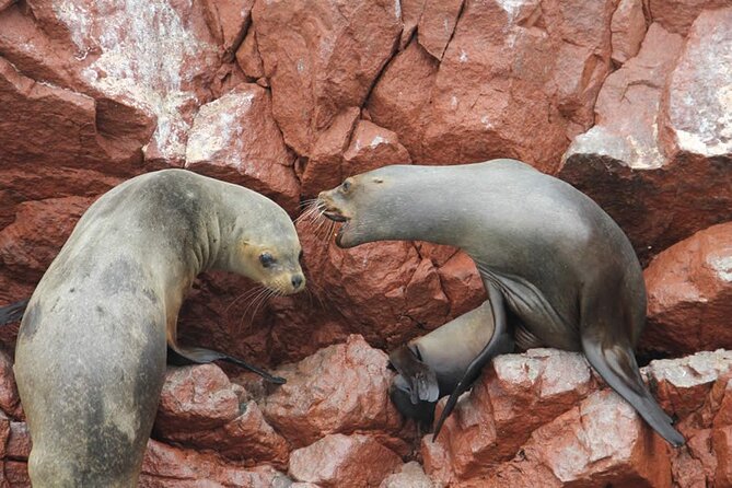 2-Hour Tour to the Ballestas Islands from Puerto San Martín - The covered speedboat and the ride to the islands