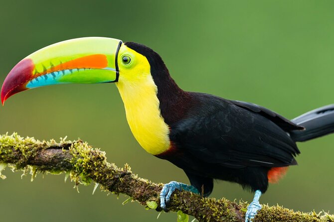 3-Day All Inclusive Guided Jungle Tour from Iquitos at Maniti Eco-Lodge - Monkey Island and the first afternoon