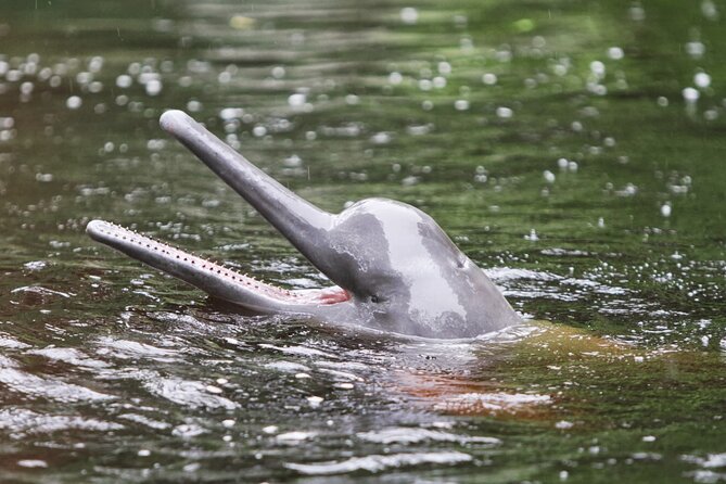 3-Day All Inclusive Guided Jungle Tour from Iquitos at Maniti Eco-Lodge - Sunrise, wildlife, and piranha fishing