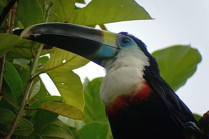 3-Day Eco-Sustainable Private Tour Manu National Park - Day two on the Madre de Dios River and at Machuwasi Lagoon