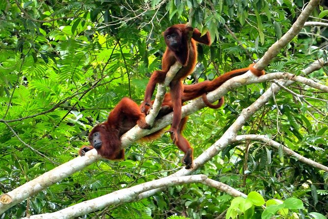 3-Day Eco-Sustainable Private Tour Manu National Park - What the $389 price really covers
