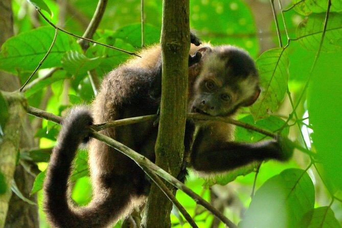3-Day Eco-Sustainable Private Tour Manu National Park - The parrot clay lick and the long ride back to Cusco