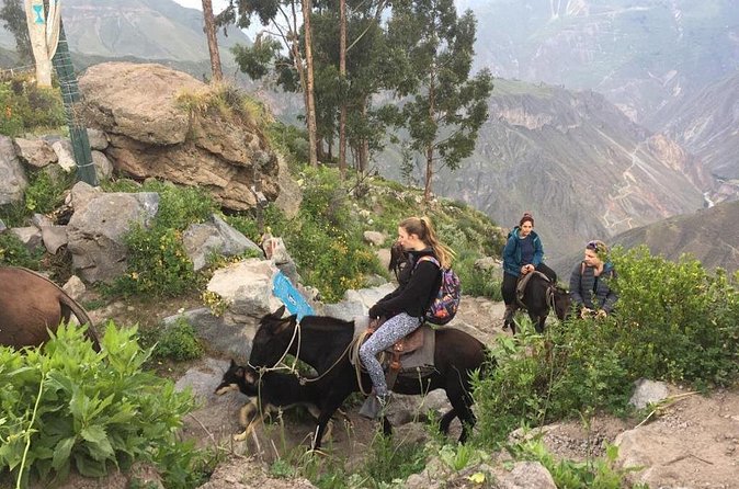 3 Day Trek Including Transfer to Puno / Colca Canyon - Day one: the long descent to San Juan de Chuccho