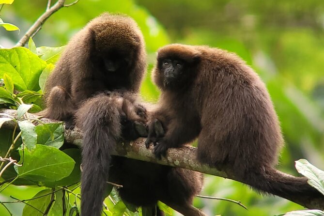 3 Days Amazon Jungle Tour in Manu Peru - Group size, guiding, and family suitability