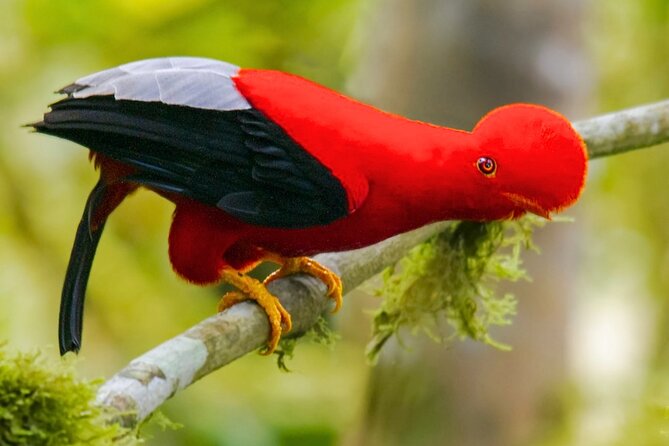 3 Days Guided Manu Jungle Tour from Cusco - From Cusco to Paucartambo before sunrise