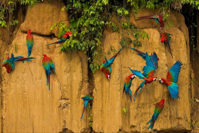 3 Days Guided Manu Jungle Tour from Cusco - Four hours of jungle walking on day one