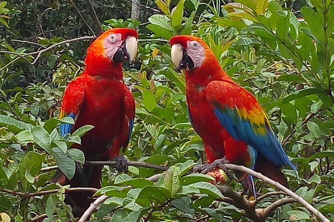 4-Day Private Tour to Manu National Park from Cusco - Key things to know before booking