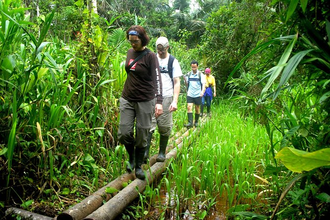 4-Day Private Tour to Manu National Park from Cusco - Day two: forest trails and the mammal clay lick