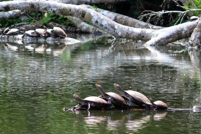4-Day Private Tour to Manu National Park from Cusco - Day three: parakeets, Machuwasi Lagoon, and caimans