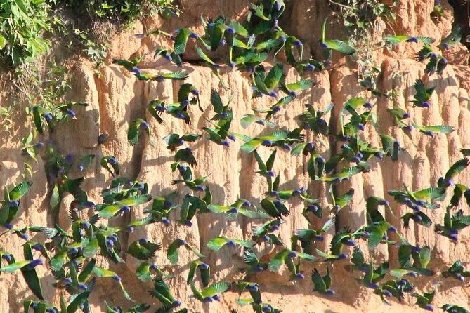 4-Day Private Tour to Manu National Park from Cusco - The return to Cusco takes most of day four