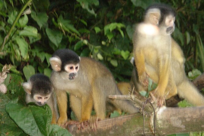 4-Day Private Tour to Manu National Park from Cusco - Is $580 a fair price?