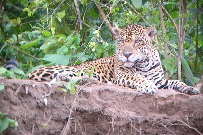 4-Day Private Tour to Manu National Park from Cusco - Who will enjoy this trip most?