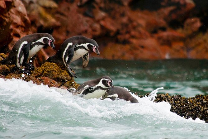 4 Day Tour from Lima: Nazca Lines Flight, Paracas, and Huacachina - A free afternoon beside Paracas Bay