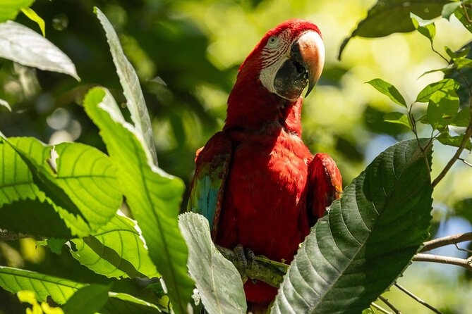4 Days Manu Park Tour - Day three: a private reserve and a rainforest summit