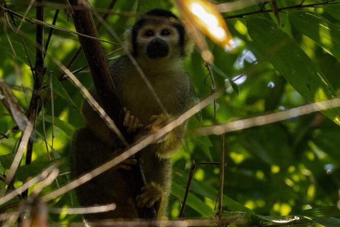 4 Days Manu Park Tour - The Treehouse Inn and meals in the jungle
