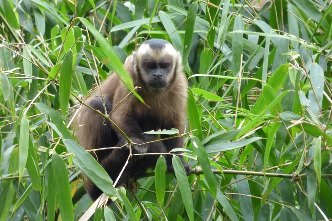 5 - Days Manu Jungle Tour with Hot Springs and Falls - Day three: a full naturalist day