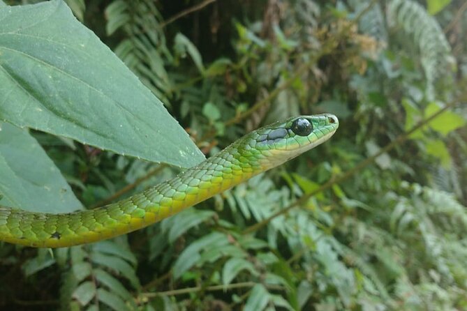 5 - Days Manu Jungle Tour with Hot Springs and Falls - Day four: three hours by boat to Shintuya