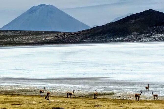 8-Hours Tour in Arequipa Laguna de Salinas with Pick-up - Four hours of road time inside the reserve