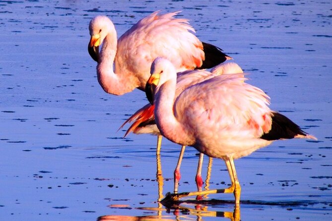 8-Hours Tour in Arequipa Laguna de Salinas with Pick-up - What the $30 price really covers