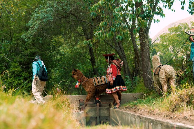Alpaca Walk & Natural Dye Tour: A Memorable Full Day Experience - Why this Sacred Valley day feels different