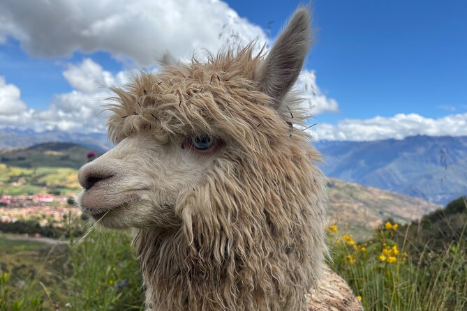 Alpaca Walk over the Sacred Valley of the Incas from Cusco - Is two hours enough?