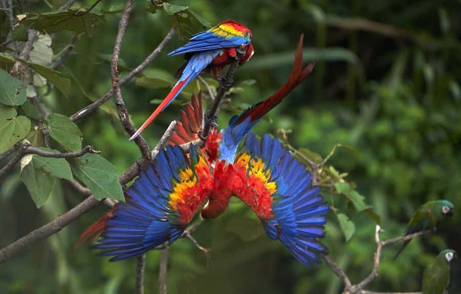 Amazonas Manu Cultural Zone 4 Days / 3 Nights - Key points to know before booking