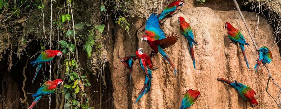 Amazonas Manu Cultural Zone 4 Days / 3 Nights - Day two: birds, monkeys, and the Atalaya river route