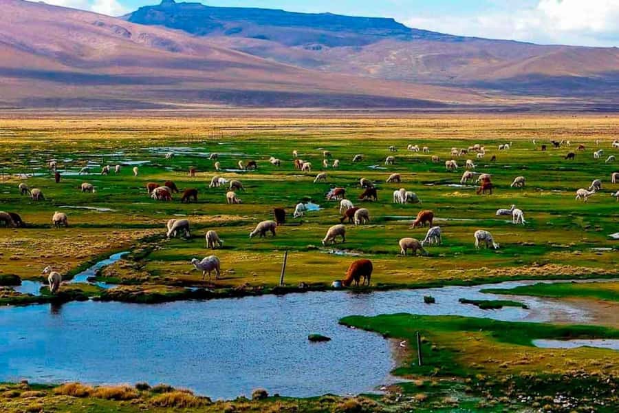Arequipa: 1-Day Colca Canyon + Thermal Baths Tour - Key details to know before booking