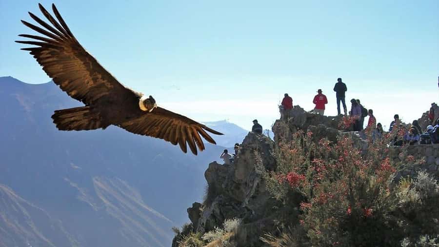Arequipa: 2-Day Colca Canyon Classic Tour return to Arequipa - Tocra wetlands and the 4,910-meter viewpoint