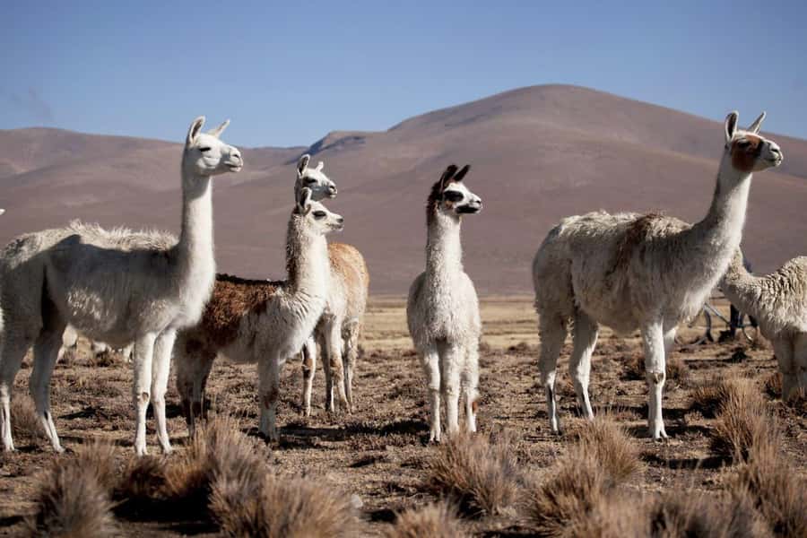 Arequipa: 2-Day Colca Canyon Classic Tour return to Arequipa - Day two: the early road to Cruz del Condor