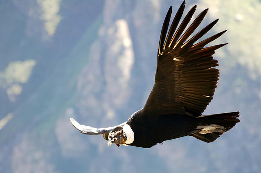 Arequipa: Full Day Colca Canyon Tour Roundtrip from Arequipa - Why this Arequipa day trip works