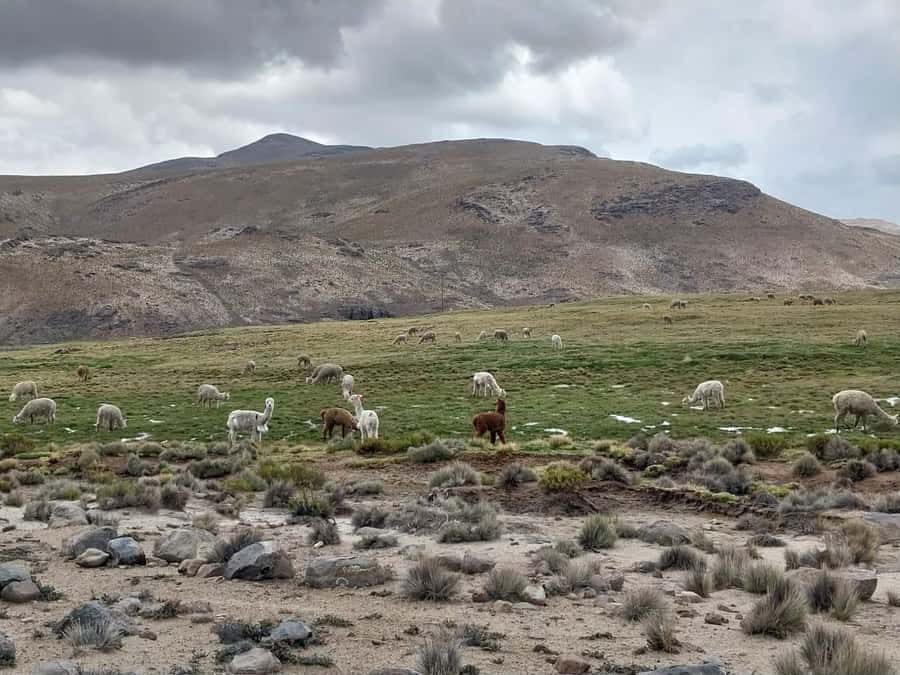 Arequipa: Full-Day Tour to Salinas Salt Lake - Who will enjoy this trip most