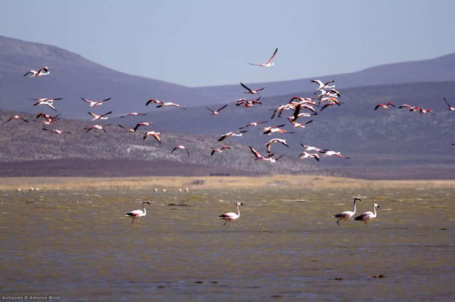 Arequipa: Salinas Lagoon Tour Offer Price - Alto Simbral at 4,200 meters