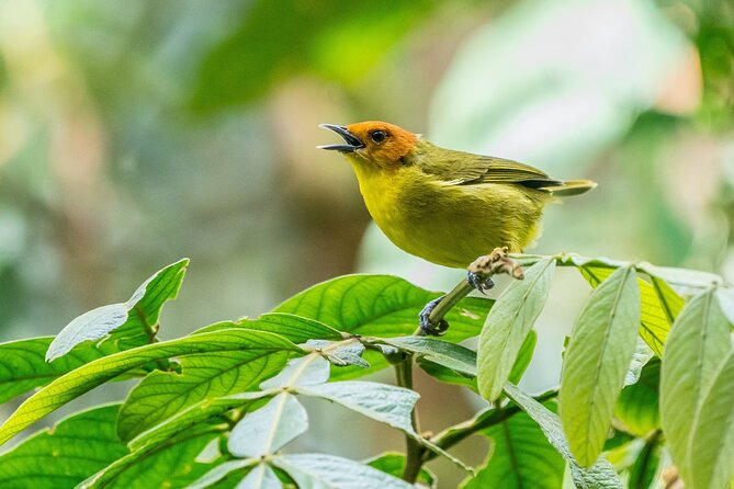 Aventuras Inolvidables en el Parque Nacional del Manu: - What makes this Manu trip special