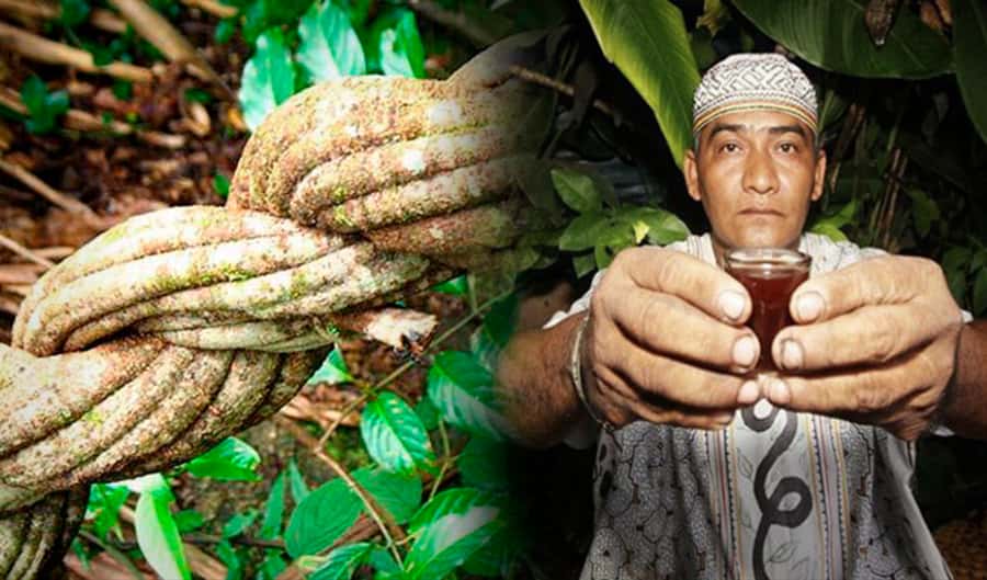 Ayahuasca Ceremony 1 Day in Cusco - Key points to know before booking