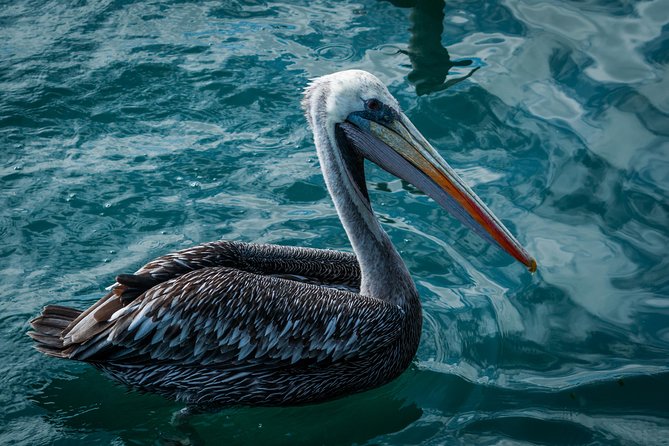 Ballestas island & Paracas reserve from PISCO CRUISESHIP TERMINAL - Into the Paracas National Reserve by bus