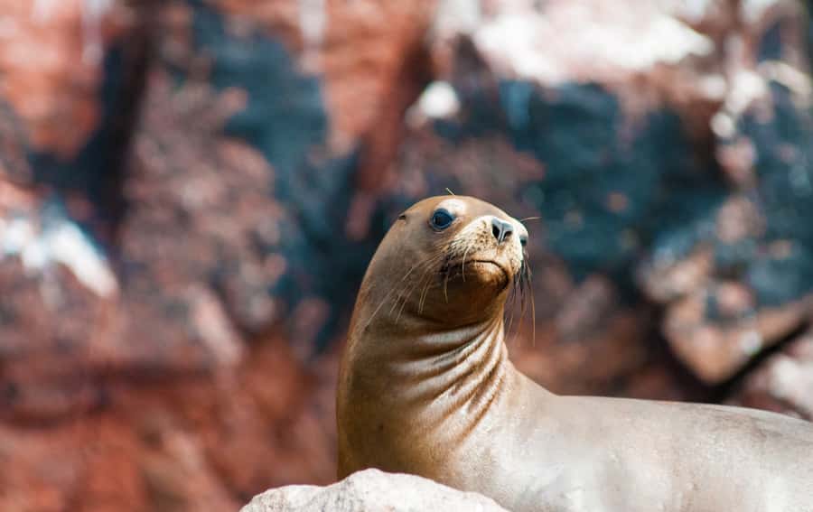Ballestas Islands and Huacachina Oasis Half-Day Tour - What the $118 price delivers