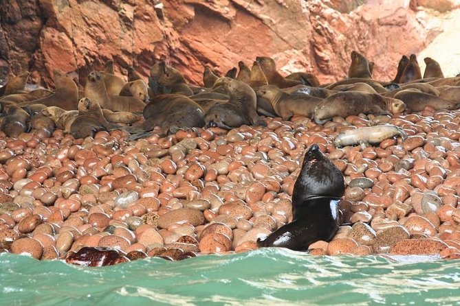 Ballestas Islands and Paracas National Reserve Day Trip from Paracas - Sea lions, penguins, and seabirds around the islands